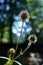 Herb bennet seed head