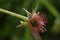 Herb Bennet or Wood Avens