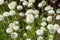 Herb Chamomile Flore Pleno with cream flowers and apple scented foliage