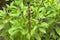 Herb- Clove basil- leaves and flowers