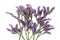 This is a herb for decorating bouquets blooming with small purple flowers isolated macro