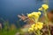 Herb flowers Helichrysum
