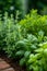 A herb garden, aromatic and diverse, flourishing with basil, mint, rosemary, and thyme