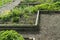 Herb garden detail