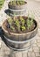 Herb Garden in Wine Barrels