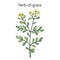 Herb-of-grace Ruta graveolens , or common rue, medicinal plant