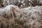 Herb, grass or weed covered in ice frost