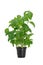 Herb green basil in flowerpot