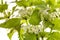 Herb Lamium album - white nettle white dead-nettle