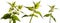 Herb Lamium album - white nettle white dead-nettle