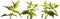Herb Lamium album - white nettle white dead-nettle