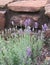 The herb Lavender growing in a rock garden