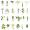 Herb Leaf and Flower Collection