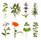 Herb Leaf and Flower Selection