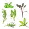 Herb Leaf Selection