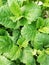 Herb lemon balm