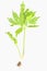 Herb lovage isolated