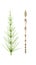 Herb medical horsetail