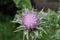 Herb milk thistle silybum marianum