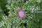 Herb milk thistle silybum marianum