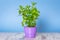 Herb mint growing in a pot