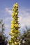 Herb mullein flower Verbascum densiflorum in summer