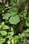 Herb Paris