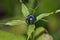 Herb Paris Berry