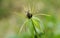 Herb-Paris Paris quadrifolia flower, against a pretty bokeh background. Paris was used both in marriage rituals and to guard a