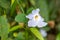 Herb plant - Laurel clockvine, Blue trumphet vine