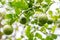Herb plants, Bergamot, green kaffir lime on tree.