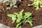 Herb plants grown in a wooden container