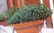 Herb plants in to the pot on the balcony