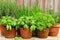 Herb pots in garden