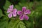 Herb Robert