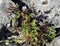 Herb Robert Flower - Geranium robertianum