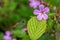 Herb Robert geranium robertianum