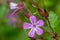 Herb Robert geranium robertianum