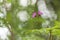 Herb Robert, Red Robin, Death come quickly or Storksbill Geranium robertianum flower