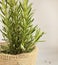 Herb rosemary bush in a pot