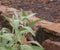 The herb sage growing in a rock garden