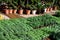 Herb Seedlings in Plant Nursery