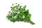 Herb Series Feverfew