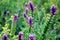 Herb wildflower astragalus in the field close-up.