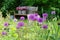 Herbaceous border with allium Purple sensation