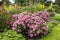 Herbaceous border with large pink rose shrub, yellow verbascum and mallow plants.