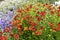 Herbaceous border with orange Helenium flowering plants.