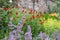 Herbaceous border at Oxburgh Hall, Norfolk UK. Purple Catmint, also  known as Nepeta Racemosa or Walker`s Low in th foreground.