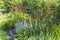 Herbaceous border with red and blue flowers.