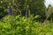 Herbaceous meadow with flowering violet lupines